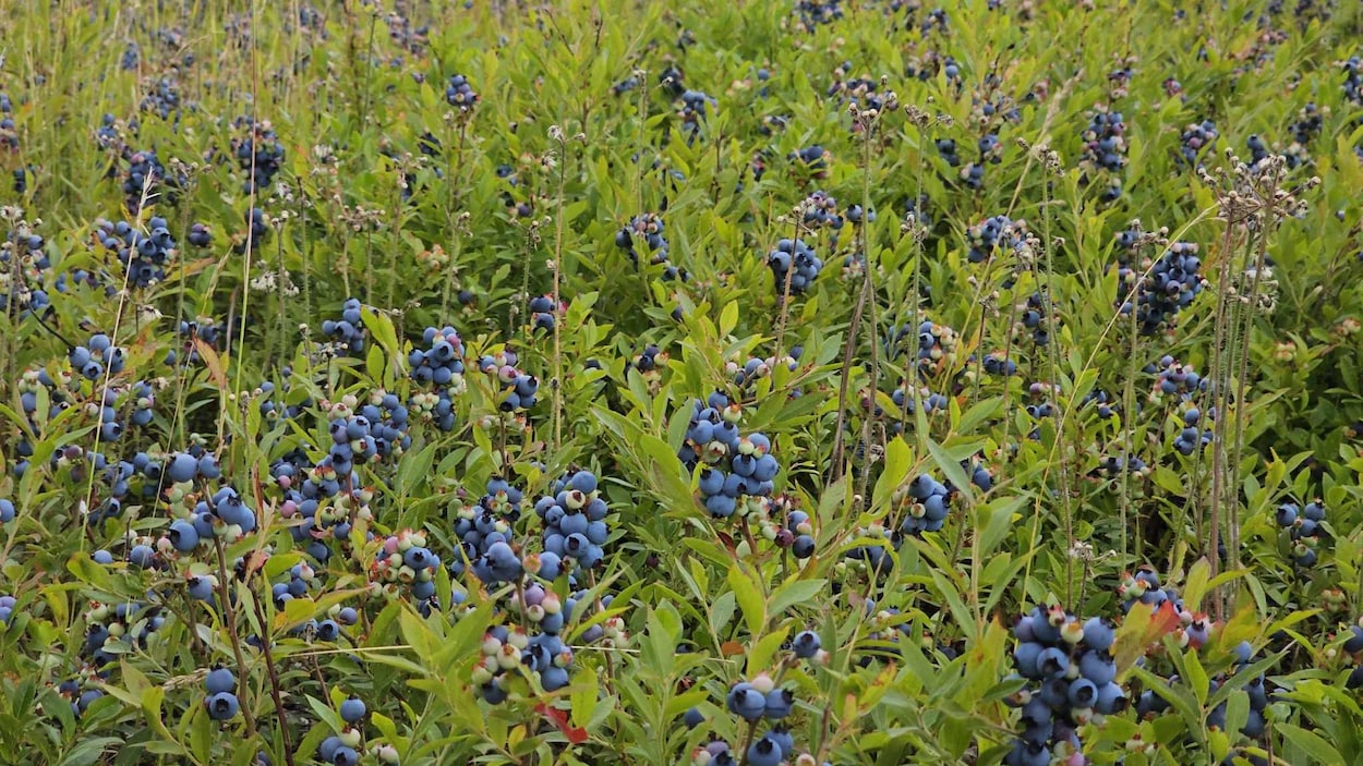 C’est un départ pour l’autocueillette de bleuets au Témiscamingue ...