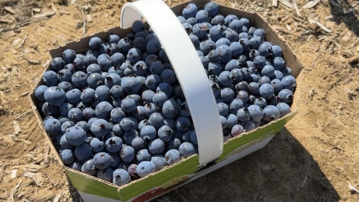 Les bleuets « sont gros » cette année
