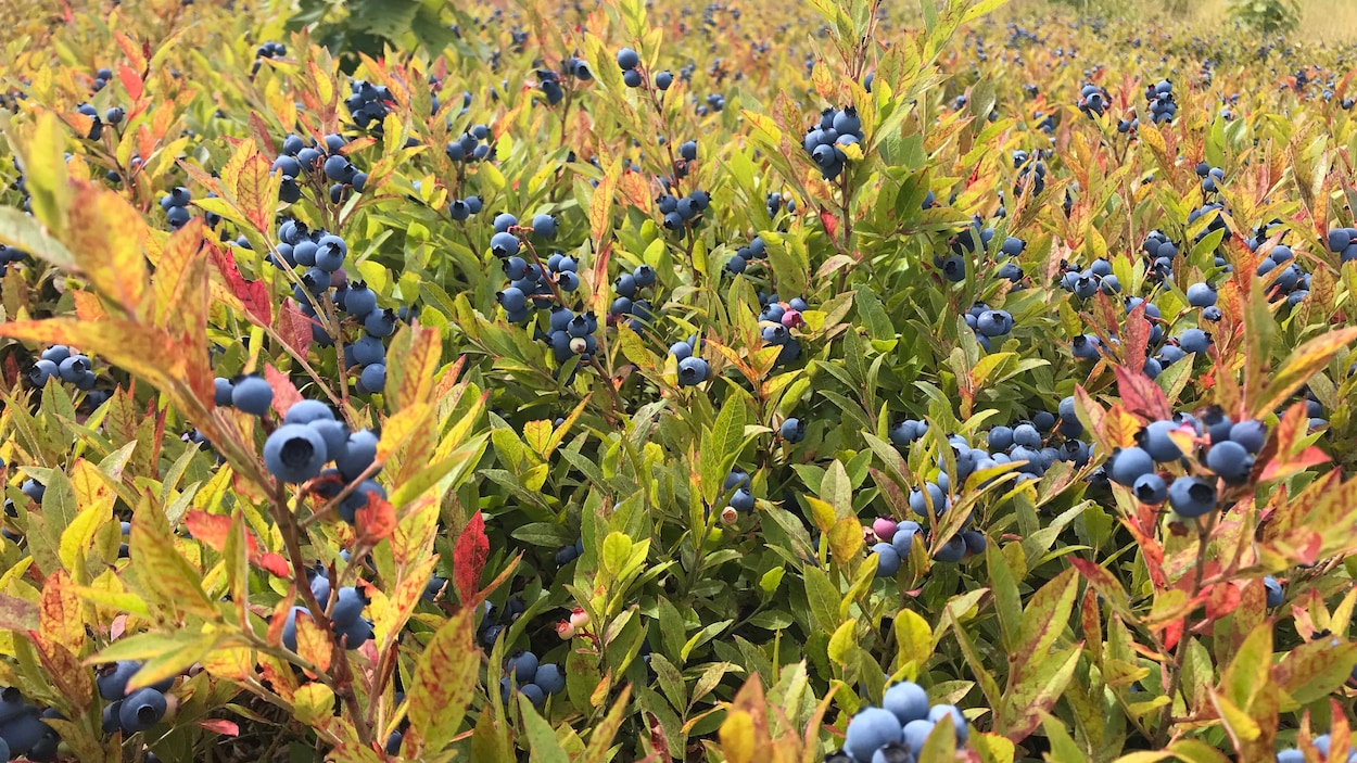 Des plants de bleuets sauvages.