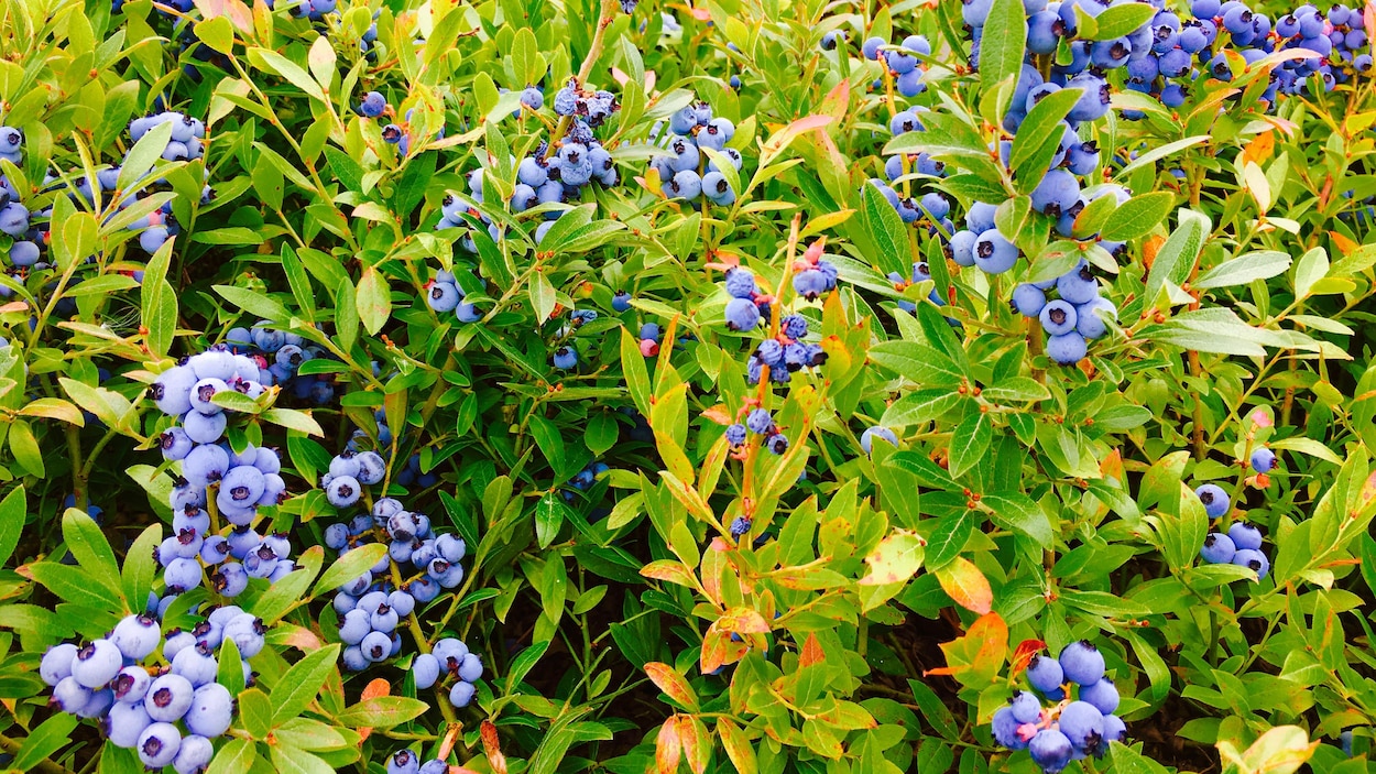 Des plants de bleuets Des plants de bleuets