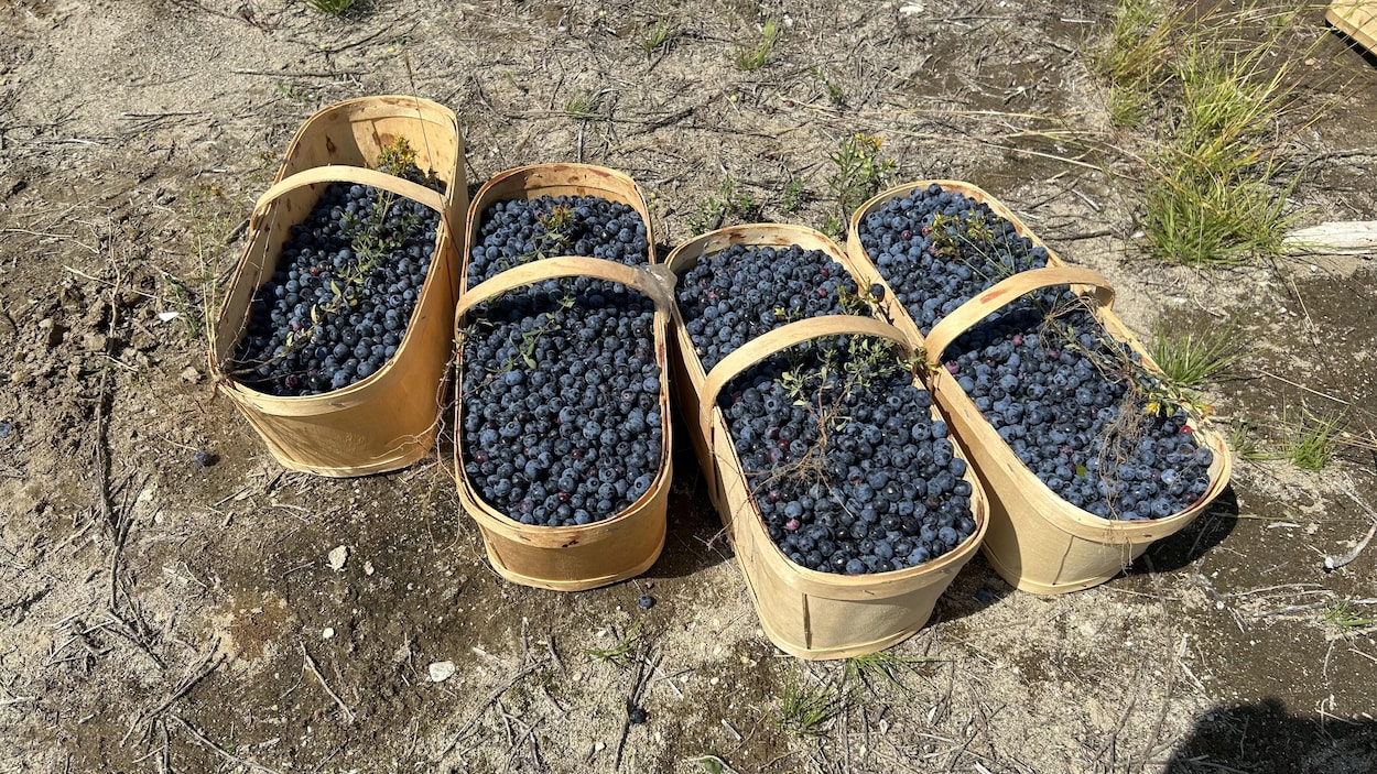 La saison des bleuets s’annonce bonne au Saguenay–Lac-Saint-Jean, selon des producteurs