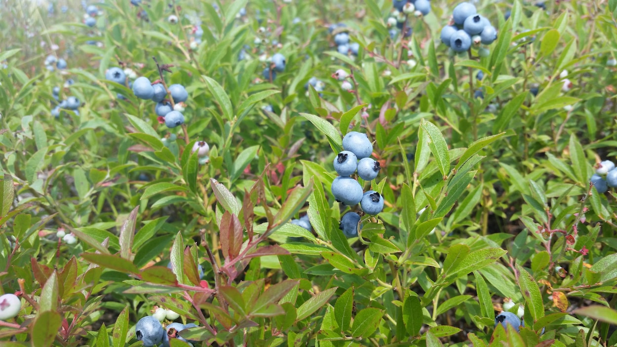 Des grappes de bleuets Des grappes de bleuets