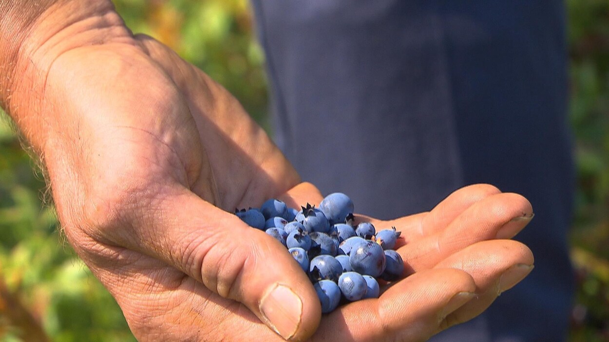Un homme tient des bleuets dans sa main.
