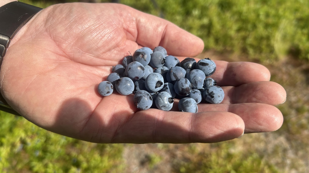 Les producteurs de bleuets connaissent un bon début de saison