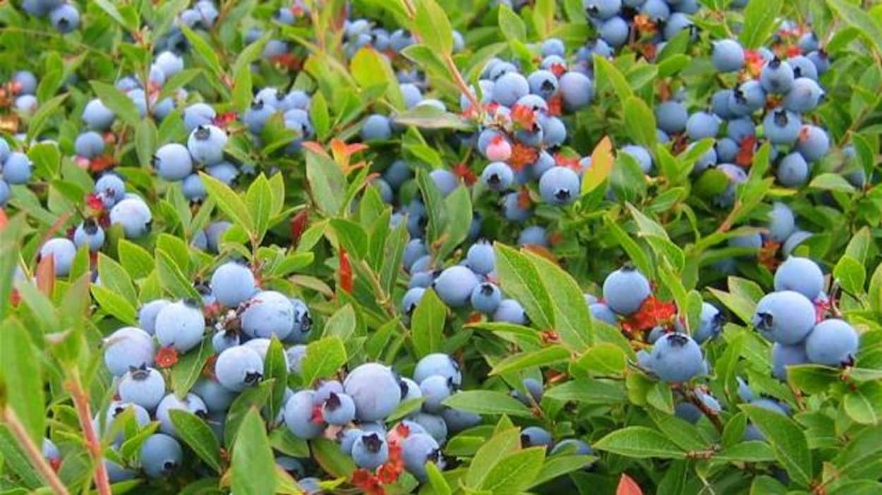 Des plants chargés de bleuets