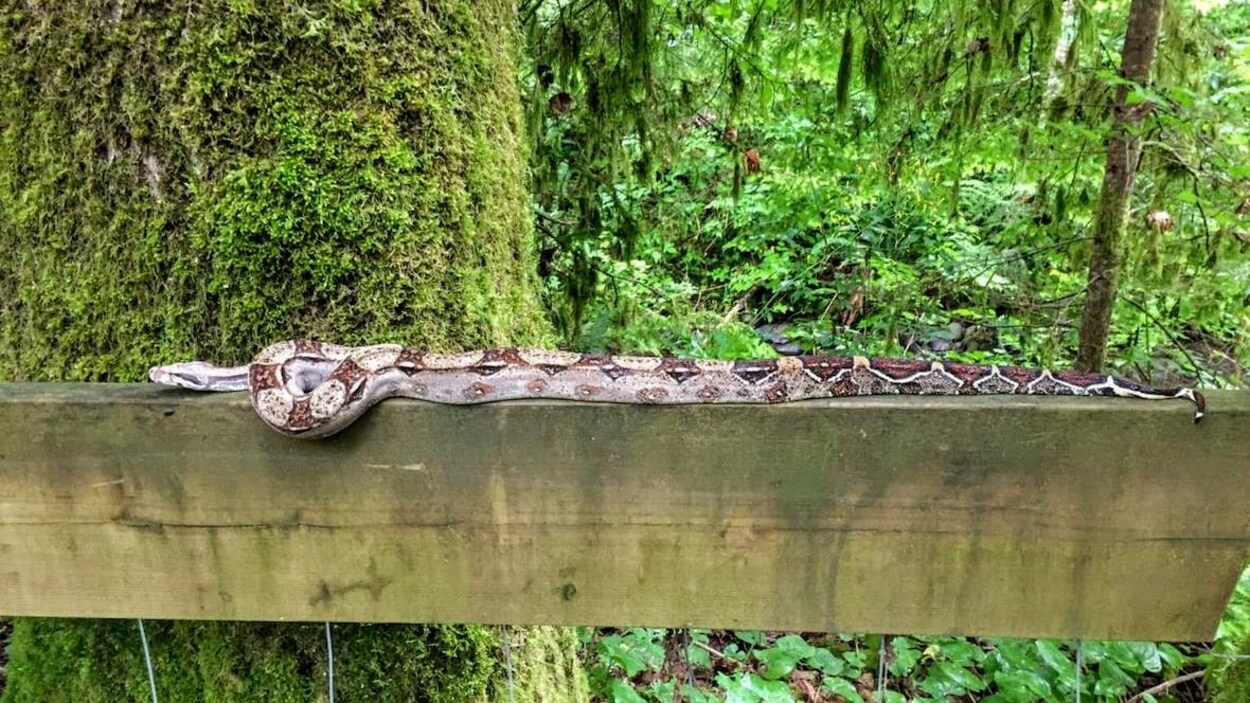 Un serpent boa constricteur sur une clôture en bois dans un parc.