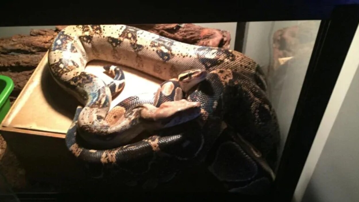 Un serpent marron et noir dans un aquarium