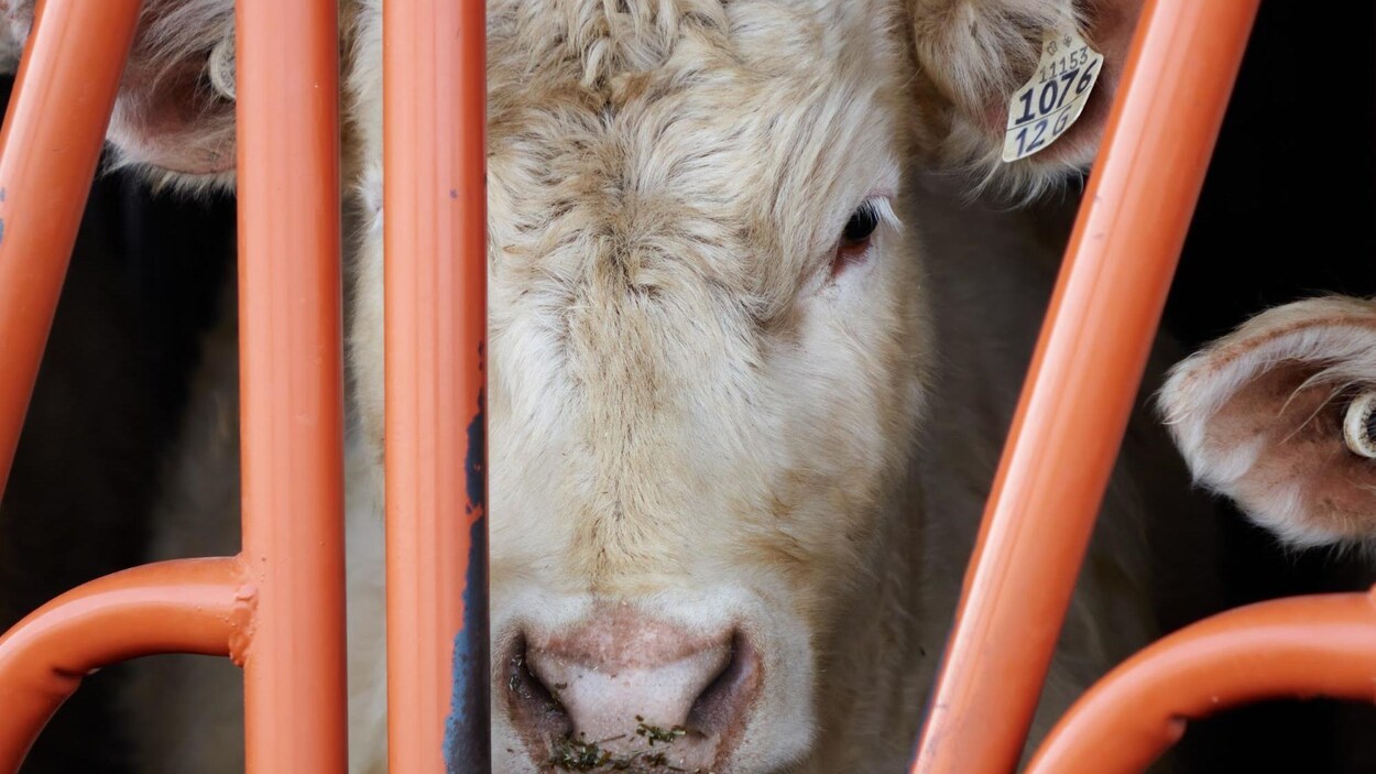 Pourquoi il n'est pas possible d'abattre des animaux à la ferme