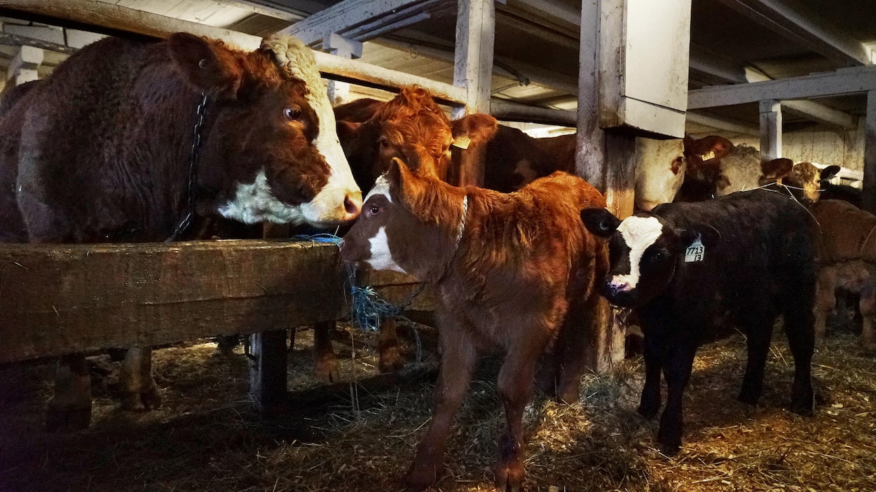 Les producteurs de bovins du Québec souhaitent augmenter leur production.