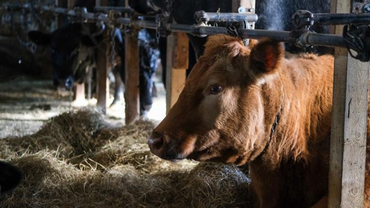 4,5 M$ en recherche pour aider les éleveurs et les agriculteurs