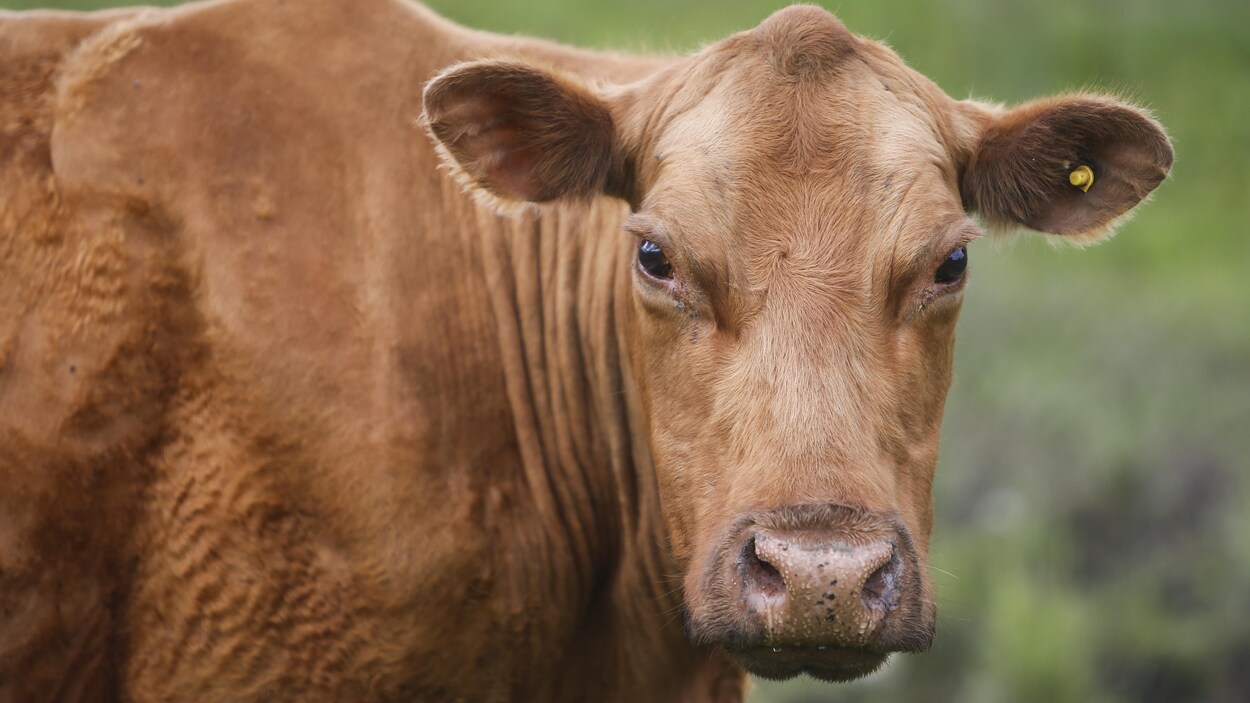 Un bœuf regarde la caméra dans un champ.