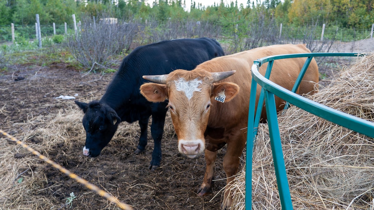 Le périple des bœufs de la Côte-Nord sur le traversier