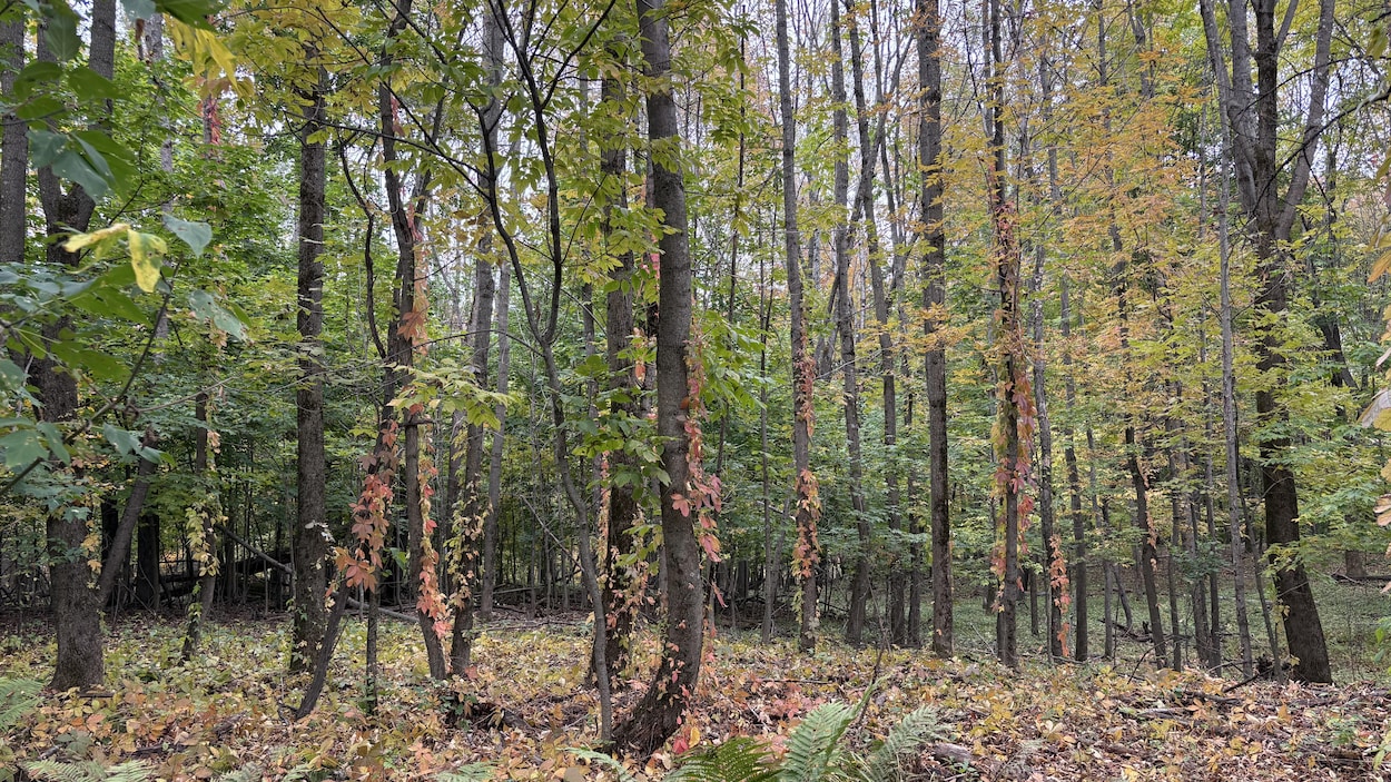 « On protège ce qu’on aime » : les jeunes veulent des engagements pour la biodiversité