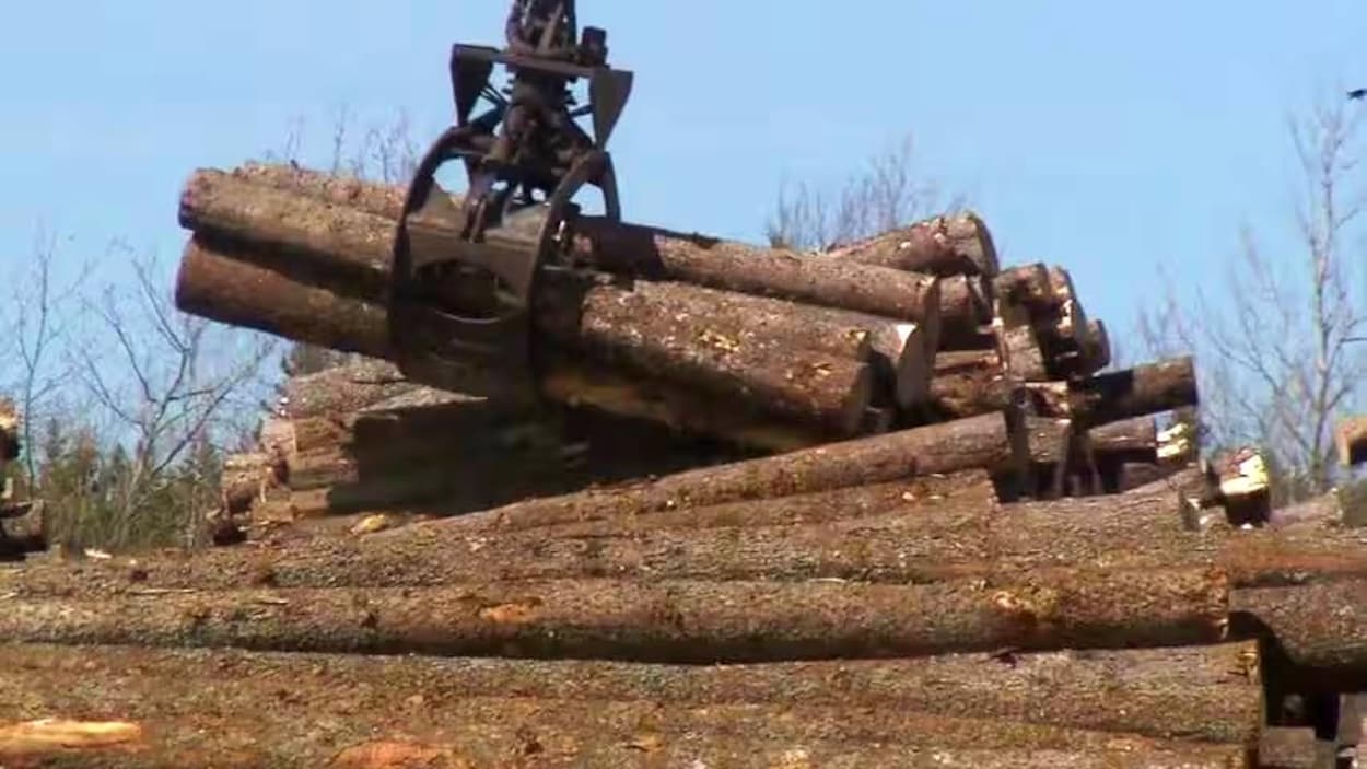 Ottawa appuie un centre qui doit transformer la foresterie au Nouveau-Brunswick