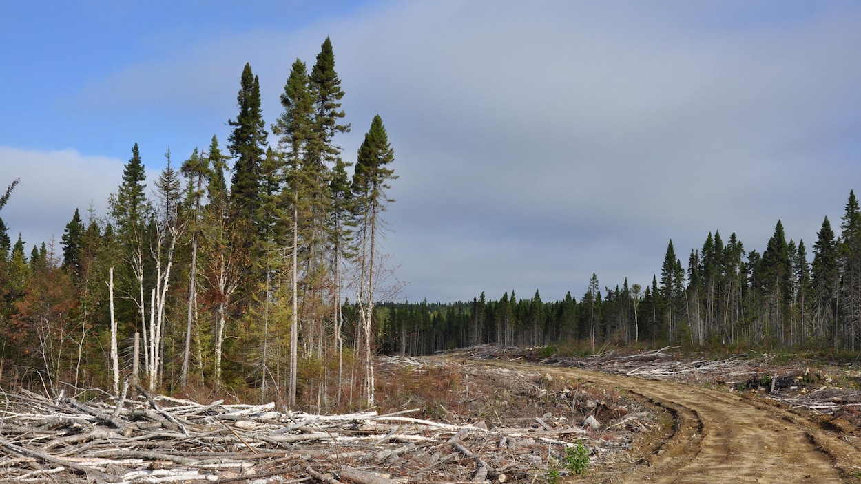 Billes de bois le long du chemin forestier de la pourvoirie Waban-aki.