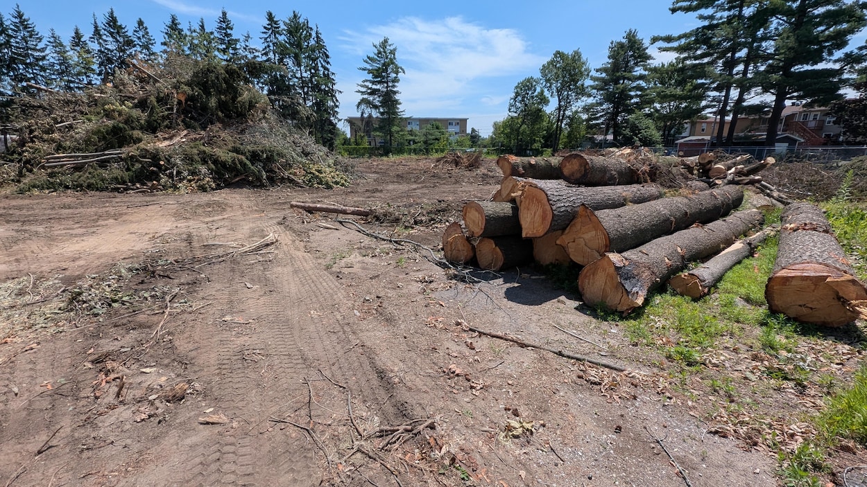 Le ministère de l’Environnement intervient au boisé des sœurs