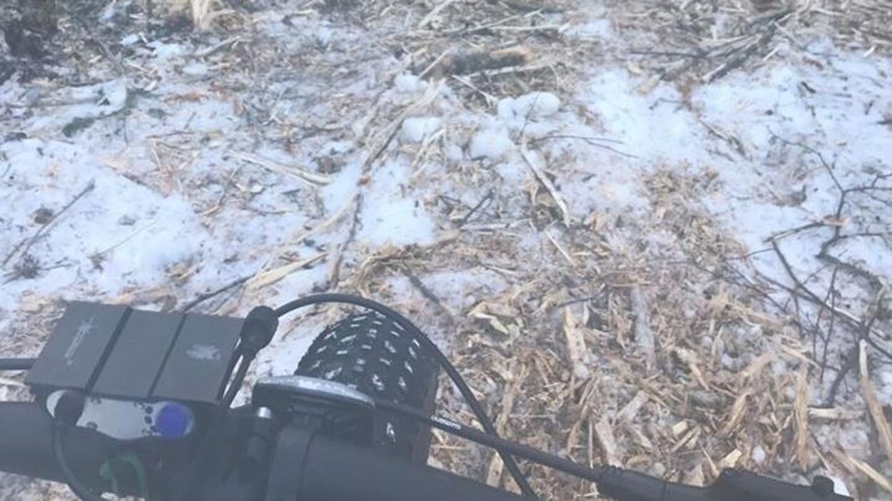Des arbres coupés dans une forêt.