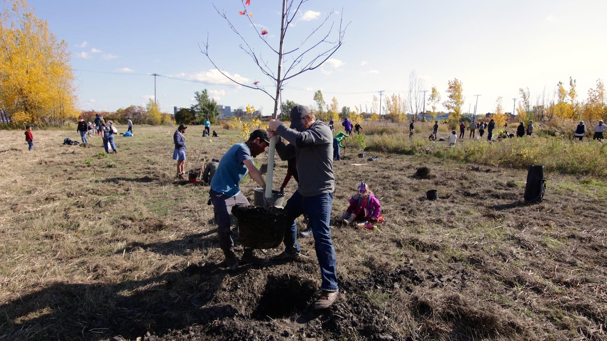 Des personnes sont éparpillées dans un terrain vague où elles plantent des arbres.