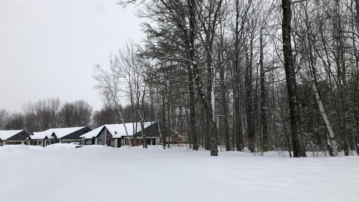 Un boisé et des maison.