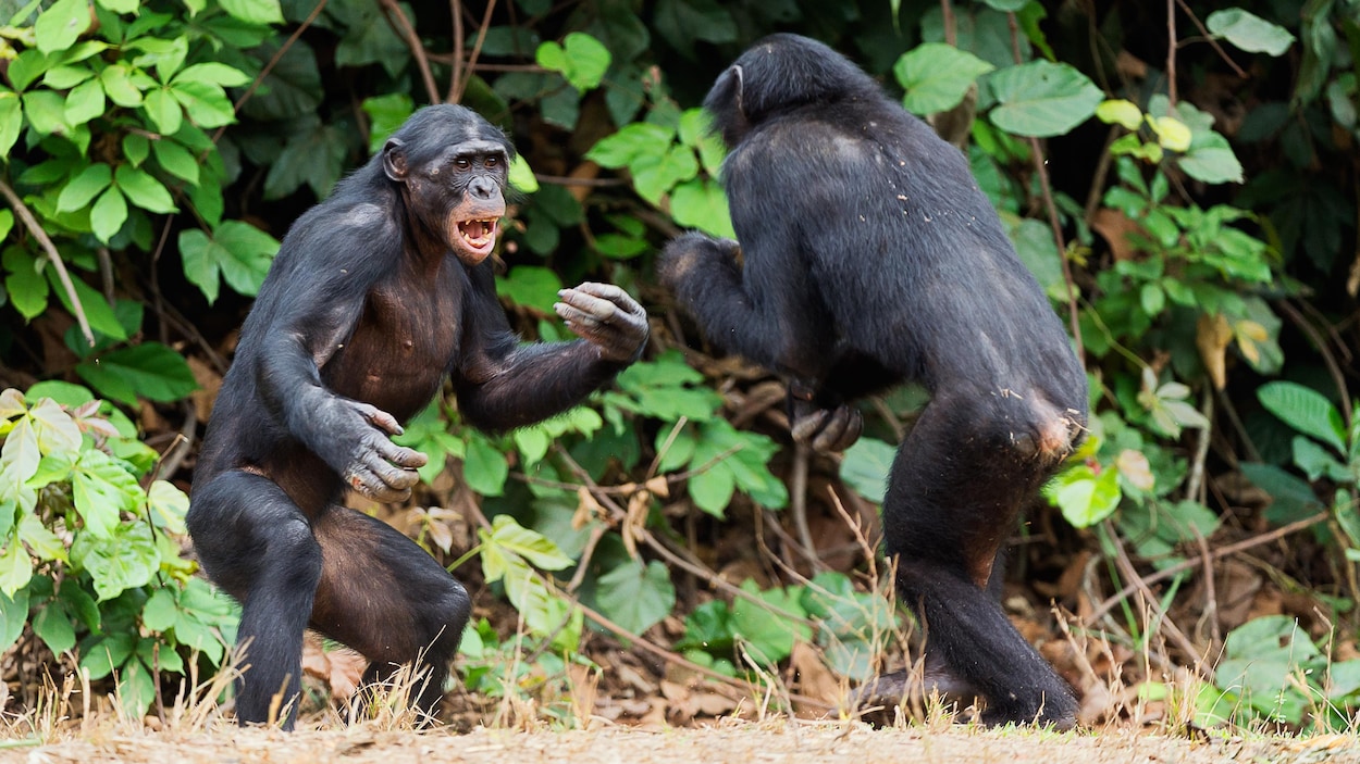 Réputés pacifiques, les bonobos sont aussi agressifs, surtout envers ...
