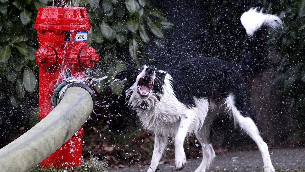 Un chien s'asperge d'eau s'échappant du conduit d'une borne-fontaine Un chien s'asperge d'eau s'échappant du conduit d'une borne-fontaine