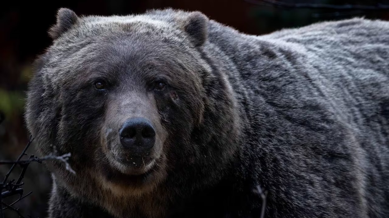 Des municipalités rurales réclament la réouverture de la chasse au grizzli en Alberta