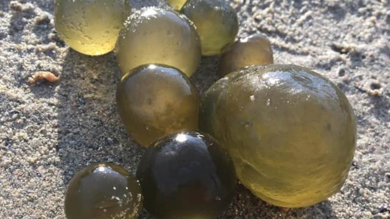 Des billes d'algues verdâtres translucides sur la plage.