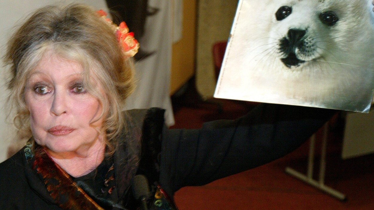 Bardot reste aussi dans les mémoires pour son combat contre la chasse au phoque au Canada