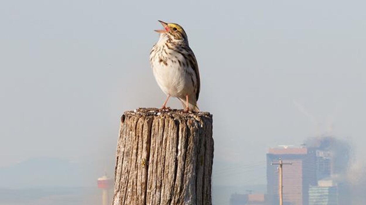 Les Oiseaux Ne Sentendent Labavarde