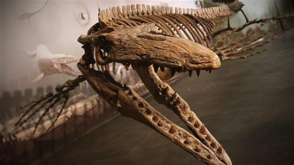 Un squelette de mosasaure exposé au Canadian Fossil Discovery Centre à Morden, au Manitoba Un squelette de mosasaure exposé au Canadian Fossil Discovery Centre à Morden, au Manitoba