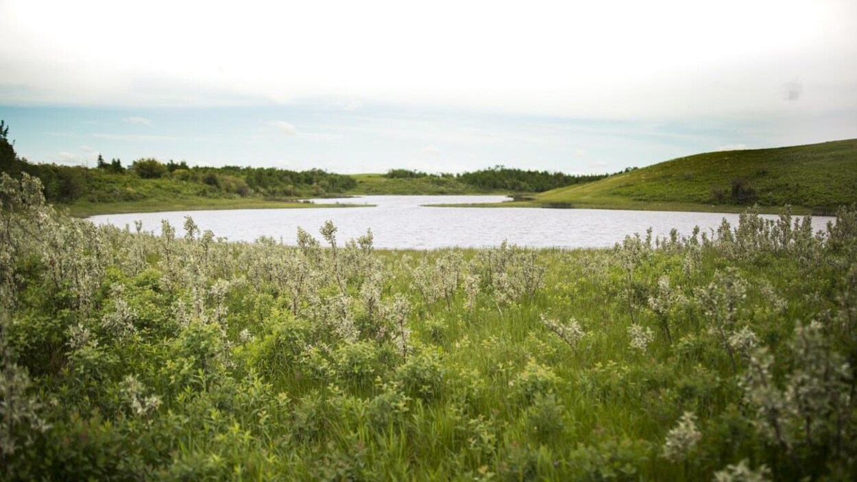 La zone protégée à l'est du lac Buffalo, en Alberta