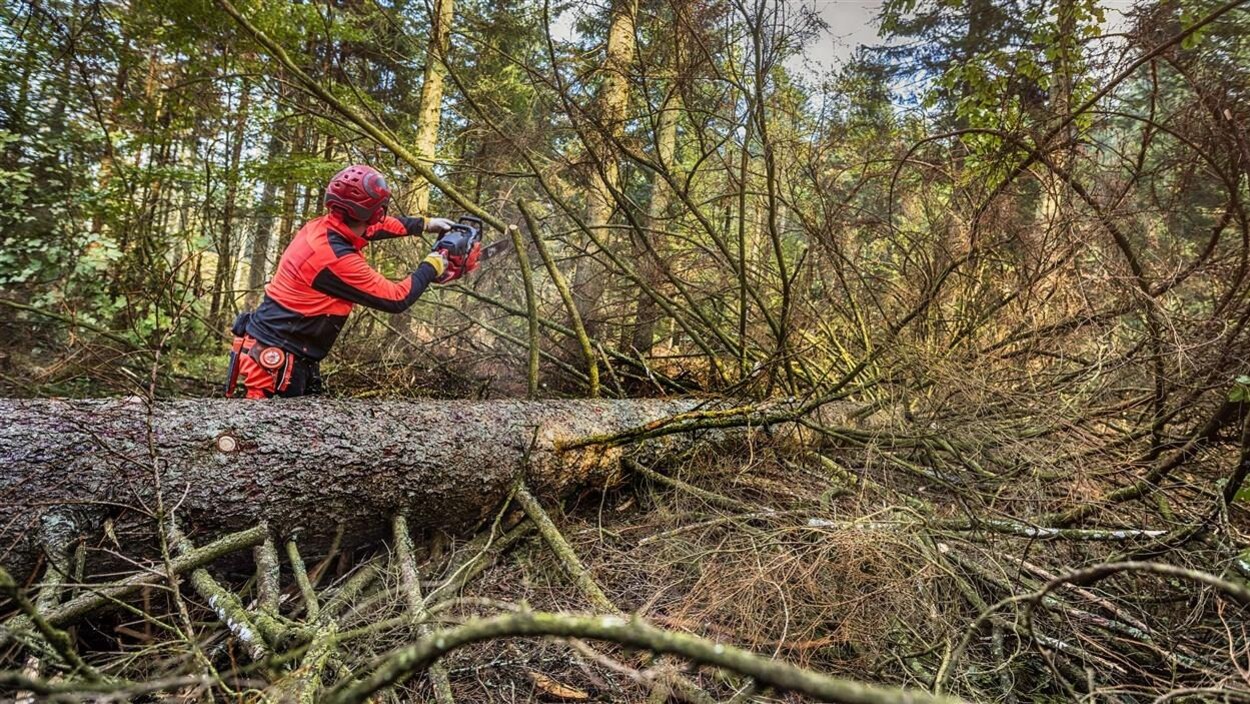 Un homme qui coupe un arbre dans la forêt.