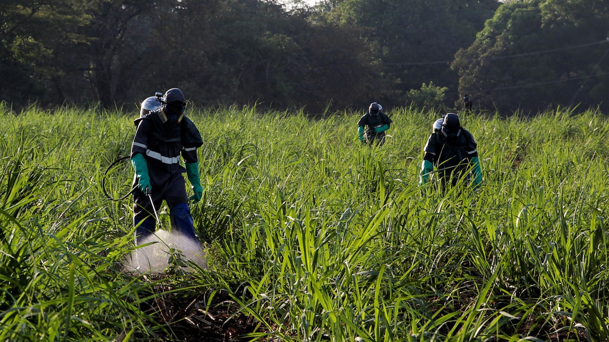 Éliminer le Roundup de ses champs, un processus long et risqué