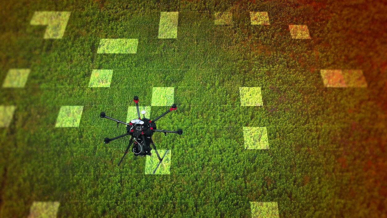 Un drone au-dessus d'une forêt.