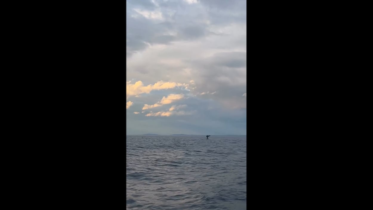 Des touristes réagissent à l'apparition d'un cachalot