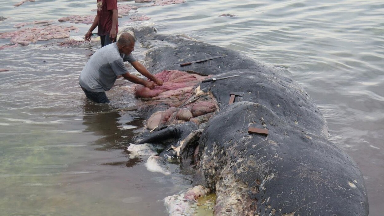 Un cachalot a été retrouvé mort avec 6 kg de plastique dans le ventre en Indonésie.