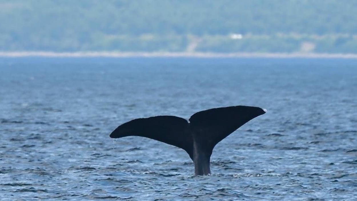 Une observation « exceptionnelle » de cachalots dans le Saint-Laurent
