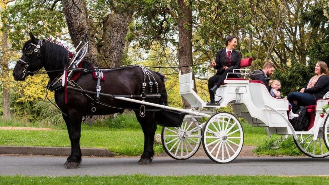 Une cochère discute avec des clients à bord d'une calèche tirée par un cheval.