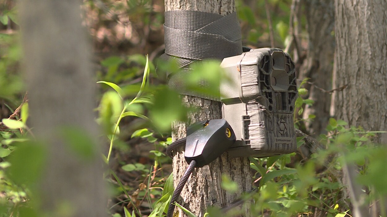 Une caméra d'observation est installée au pied d'un arbre
