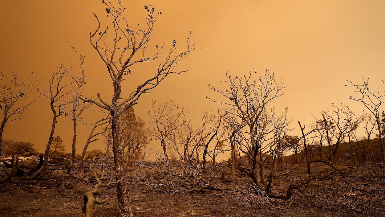 Des arbres brûlés par les flammes devant un épais couvert nuageux jaunâtre