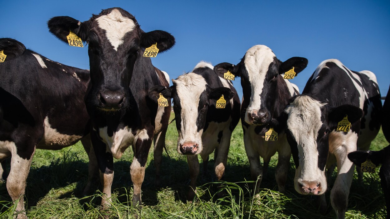 Des vaches dans un pré.