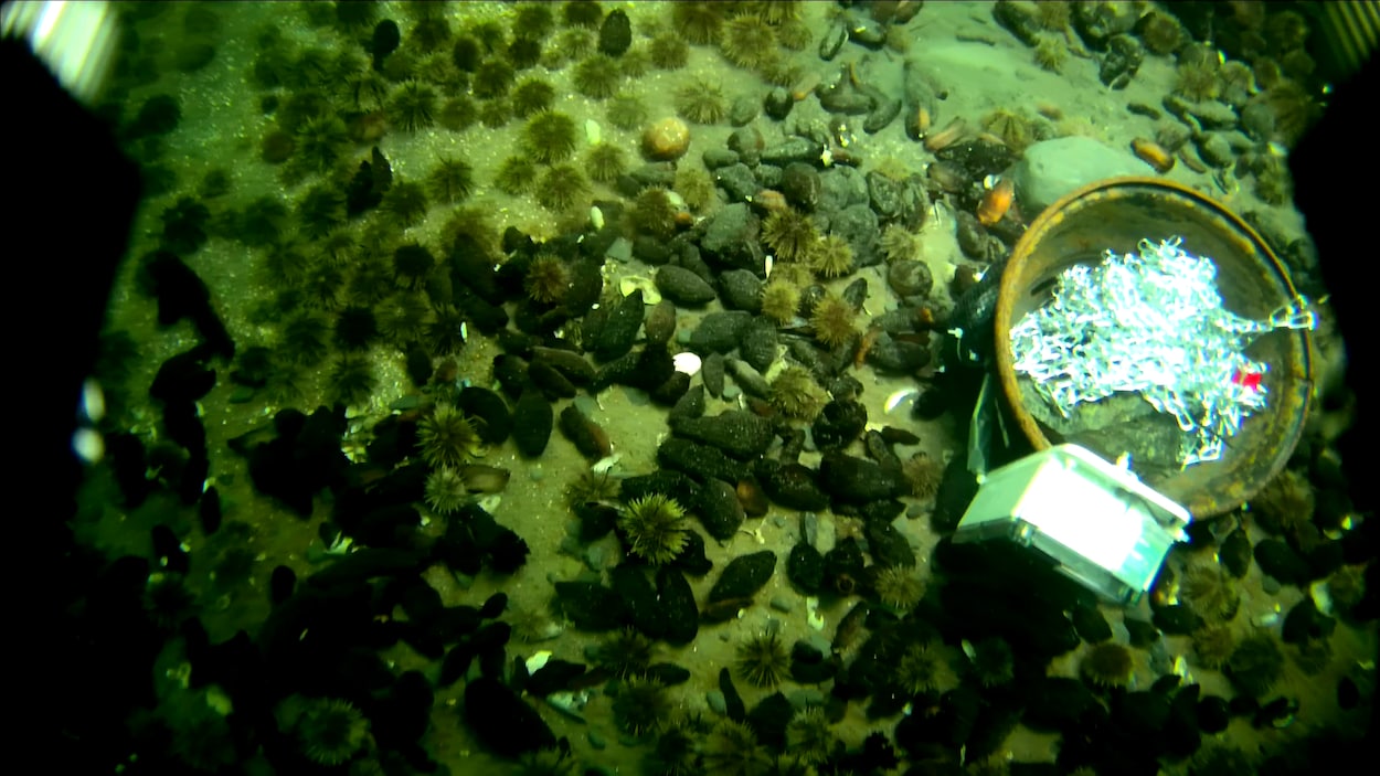 Des concombres de mer sèment l’espoir d’une pêche commerciale à Sanikiluaq, au Nunavut