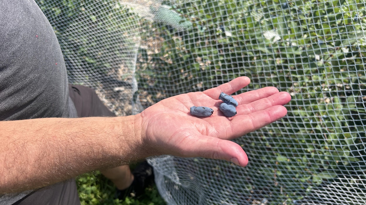 Vers une bonne récolte des petits fruits au Bas-Saint-Laurent