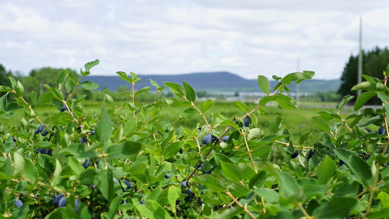 La saison des petits fruits est lancée dans la Vallée de la Matapédia