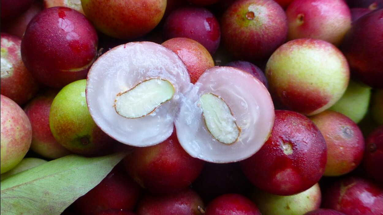 Le camu-camu est un fruit de l'Amazonie