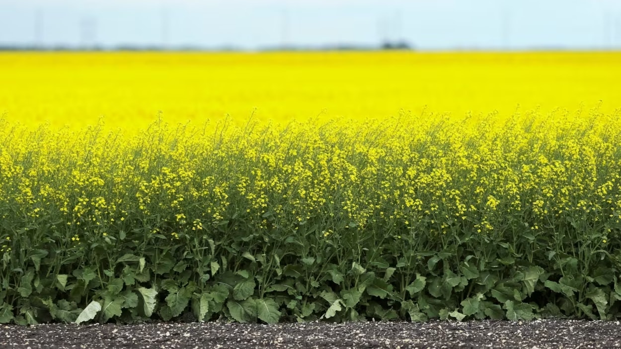 La technologie à la rescousse des agriculteurs éprouvés par la météo