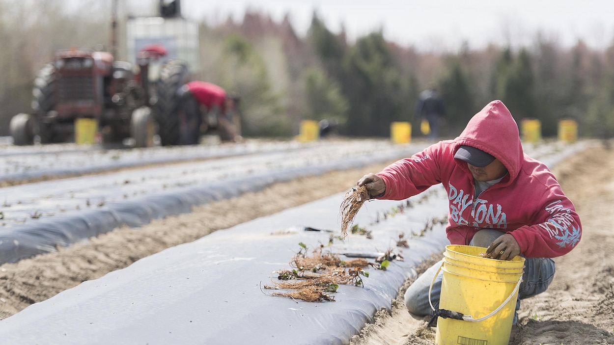 Un travailleur mexicain travaille sur une ferme québécoise.