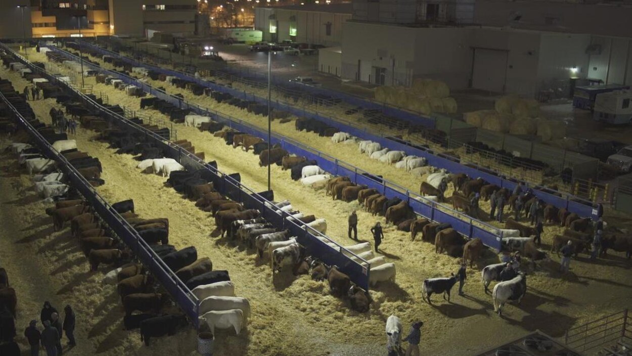 Des vaches attachées à des clôtures dans un immense enclos extérieur.