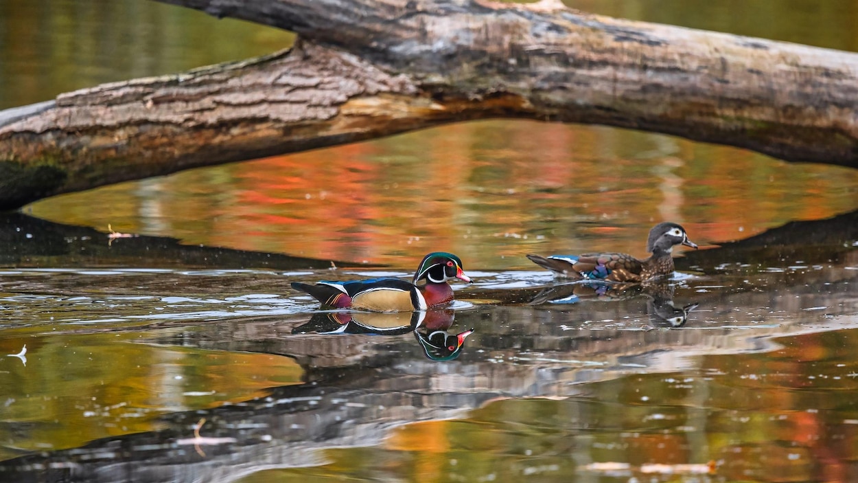 Des nichoirs pour les plus beaux canards