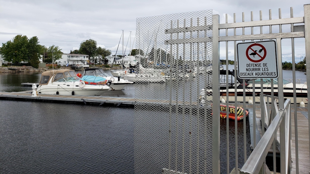 Une marina avec plusieurs bateaux et à l'avant-plan, il y a une affiche qui indique qu'il est interdit de nourrir les oiseaux aquatiques.